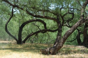 Mesquite tree