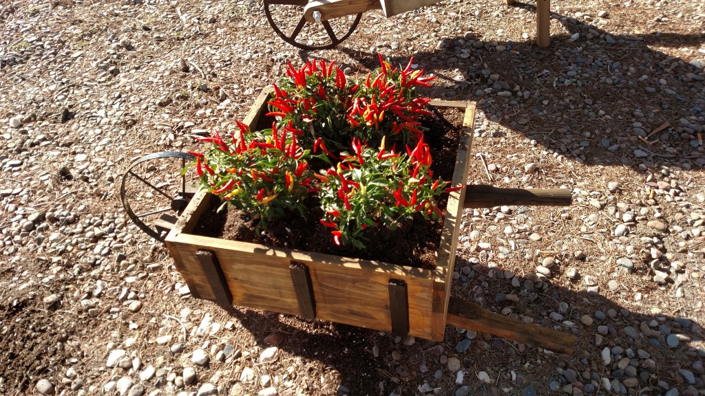 Wheelbarrow with decorative red peppers.